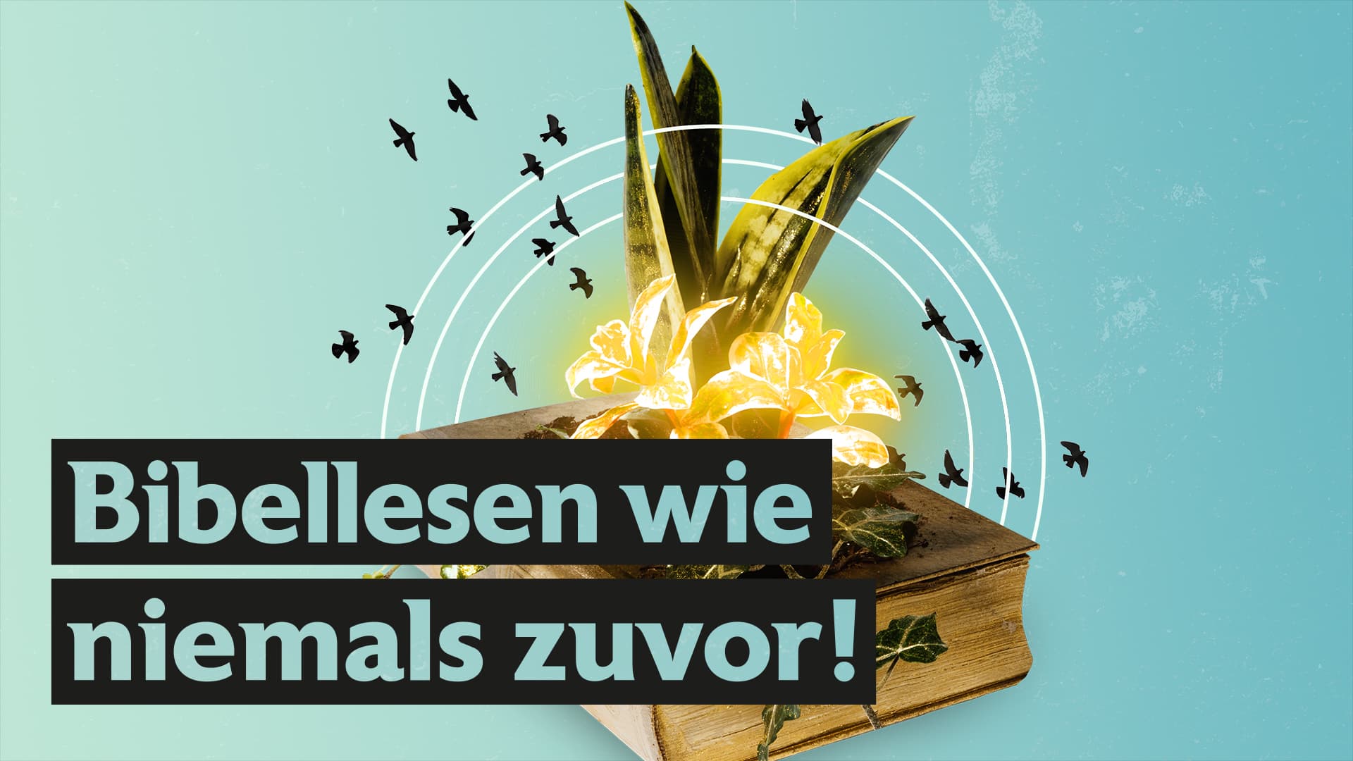 Wie das Bibellesen mich verändert